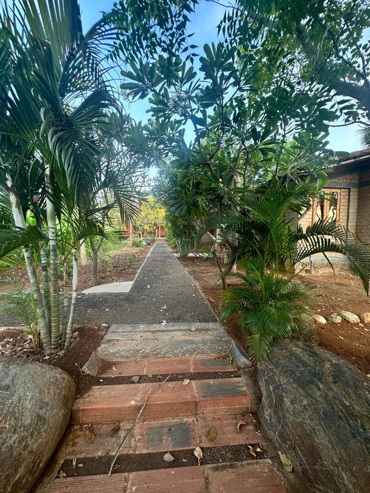 Palm-lined walkway leading to the guest cottages