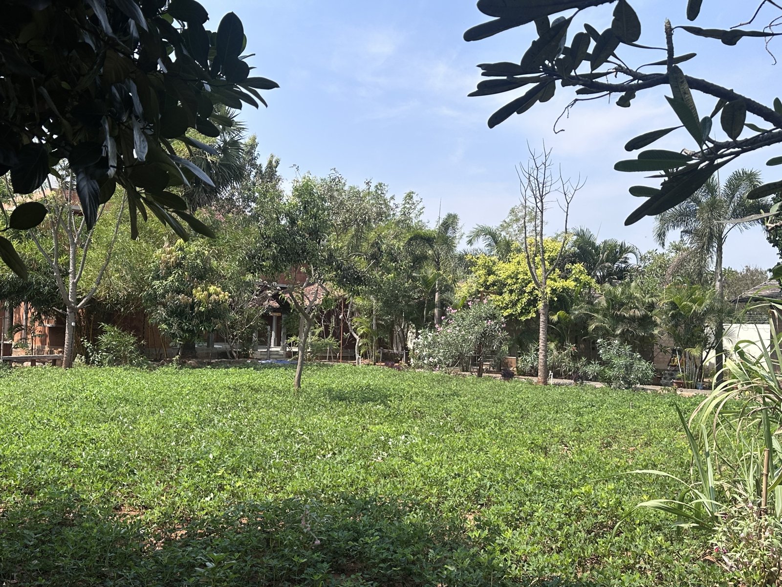 Green lawn shaded by frangipani and palm trees